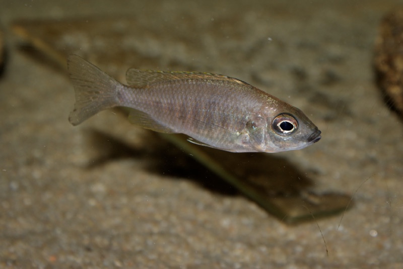 Copadichromis sp. 'kawanga no-spot' Undu Reef